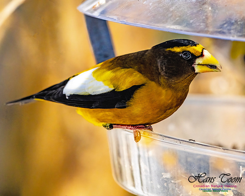 Evening Grosbeak 343