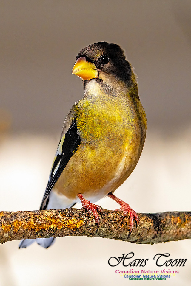 Evening Grosbeak 345