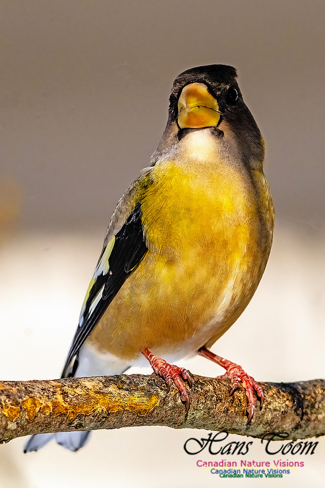 Evening Grosbeak 346