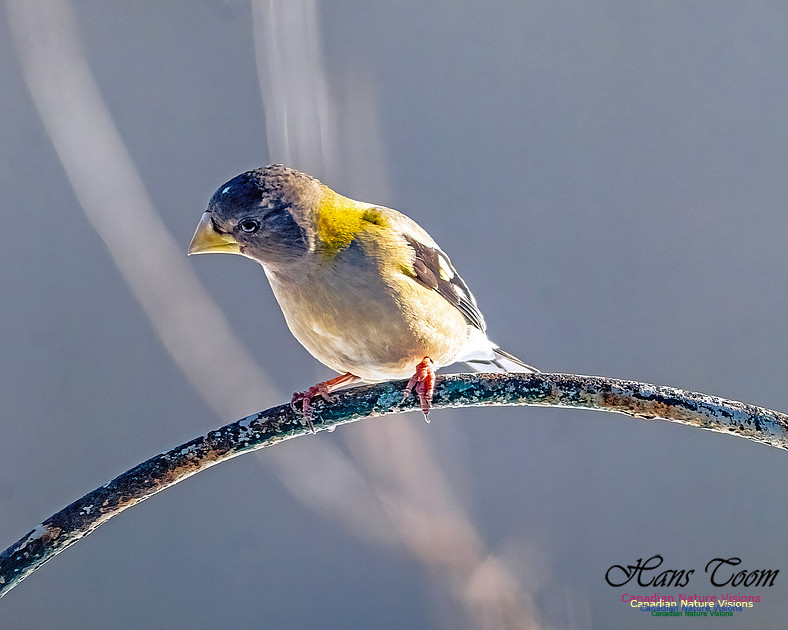 Evening Grosbeak 300