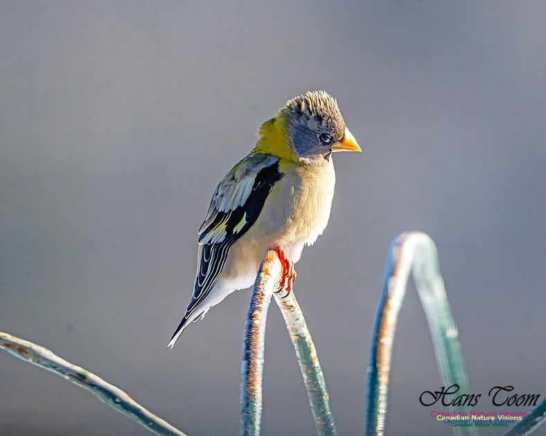 Evening Grosbeak 301
