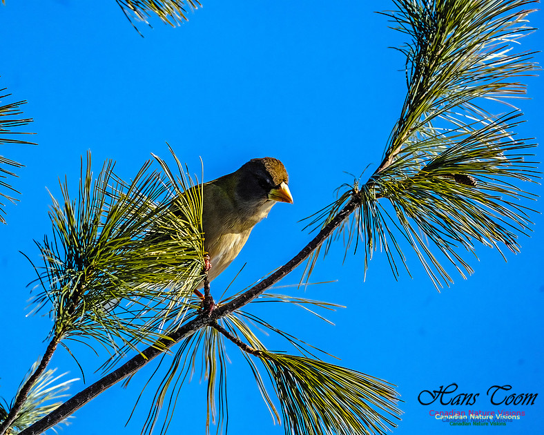 Evening Grosbeak 330 copy