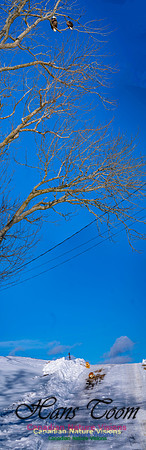 Cats and Eagles copy