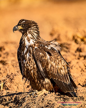 Bald Eagle 1