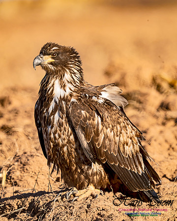Bald Eagle 2