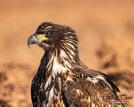 Bald Eagle 3