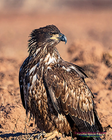 Bald Eagle 4