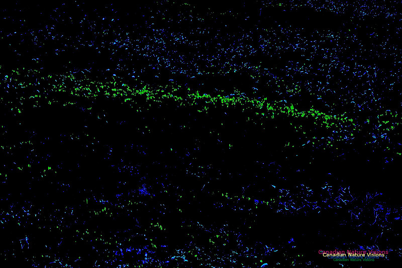 Fireflies