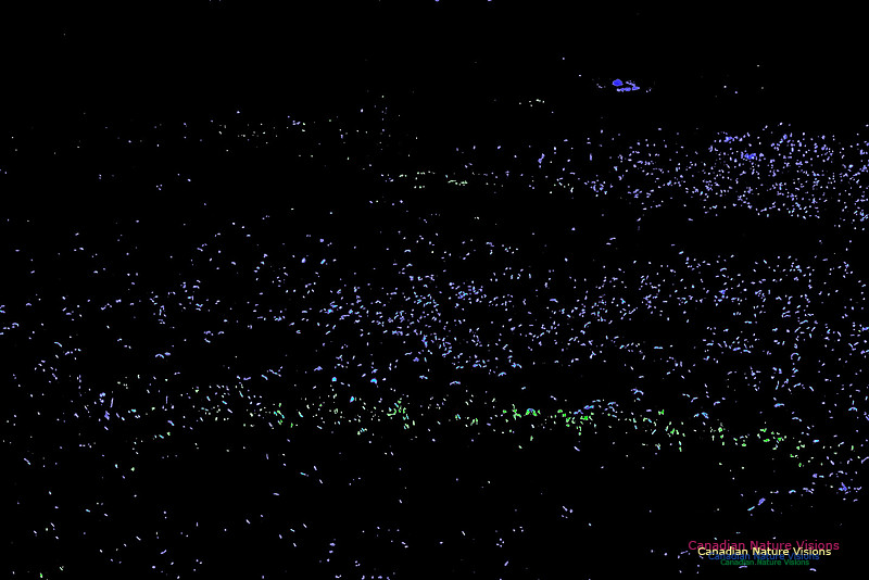 Fireflies