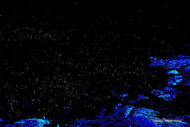 Fireflies