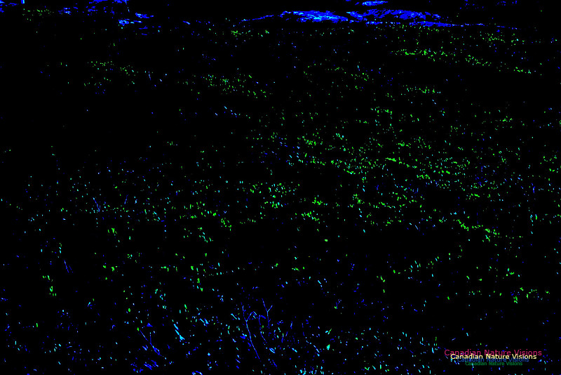 Fireflies