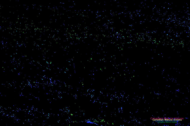 Fireflies