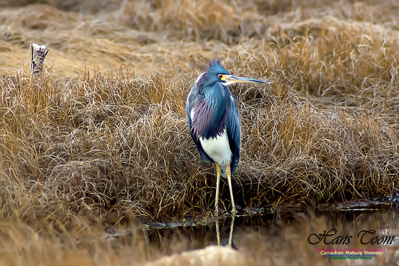 Tricoloured Heron 11