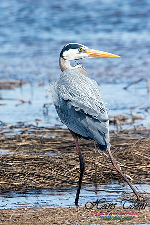 Great Blue Heron