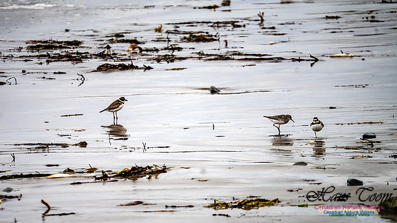 Shorebirds of Hurricane Erin 113
