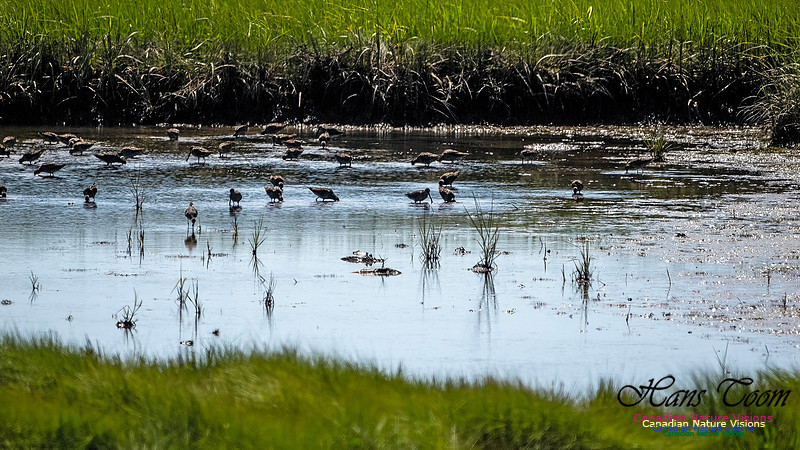Short-billed Dowitcher 100