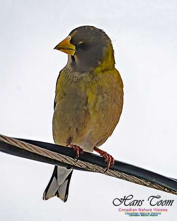 Even More Evening Grosbeaks 137