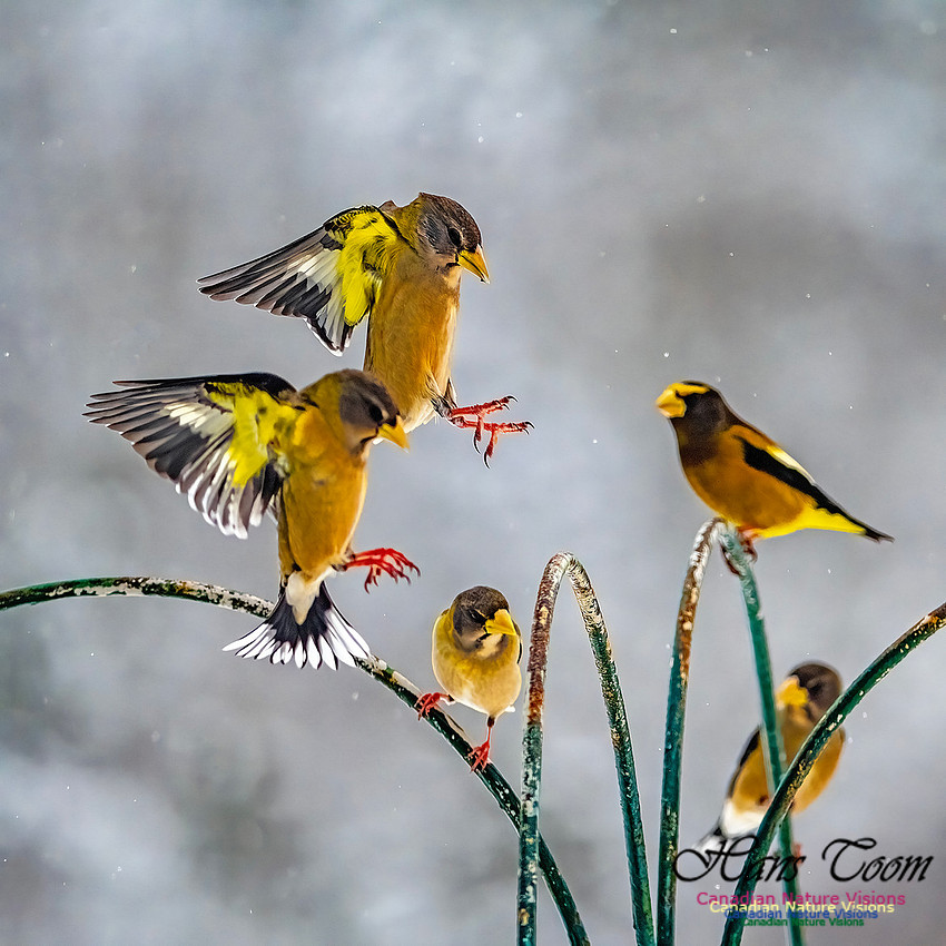 Even More Evening Grosbeaks 138