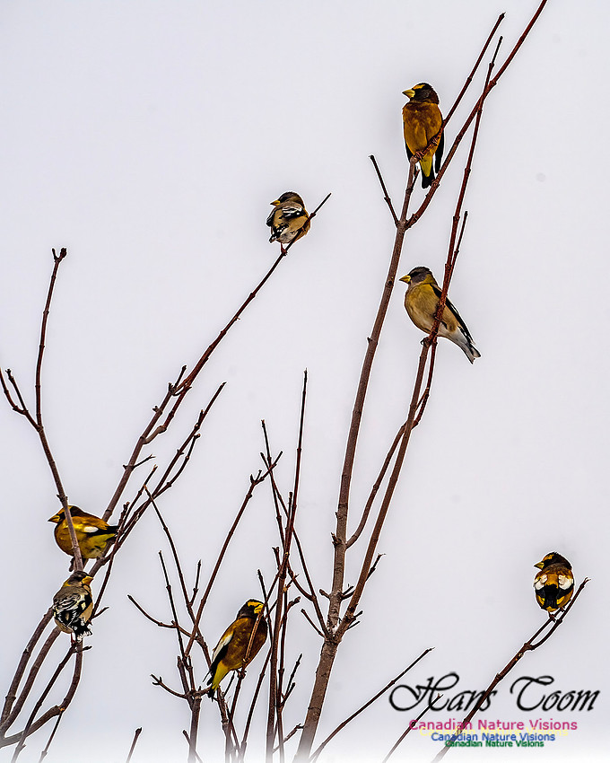 Even More Evening Grosbeaks 102