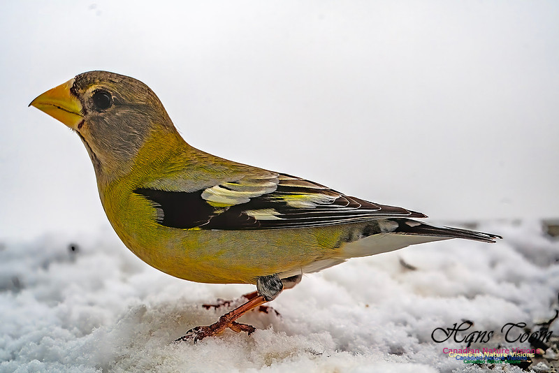 Even More Evening Grosbeaks 140