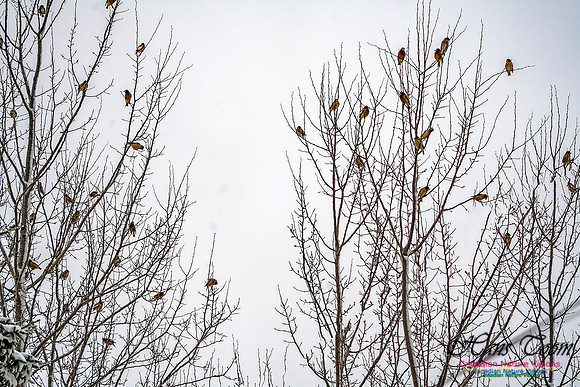 Even More Evening Grosbeaks 100