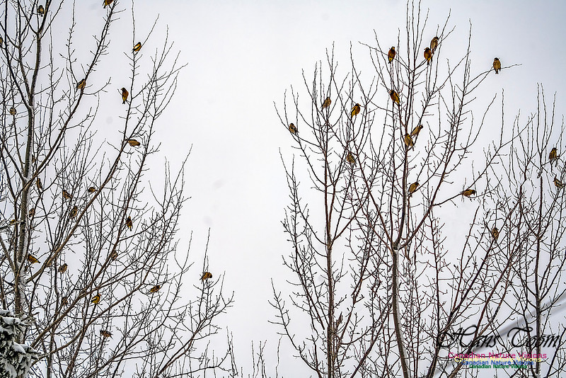 Even More Evening Grosbeaks 100