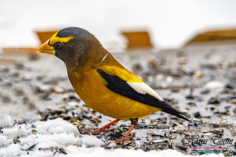 Even More Evening Grosbeaks 139