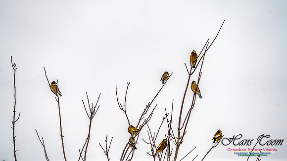 Even More Evening Grosbeaks 101