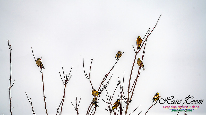 Even More Evening Grosbeaks 101