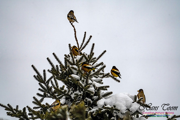 Even More Evening Grosbeaks 103