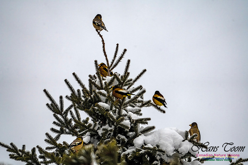 Even More Evening Grosbeaks 103