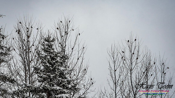 Even More Evening Grosbeaks 106