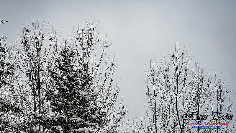 Even More Evening Grosbeaks 106