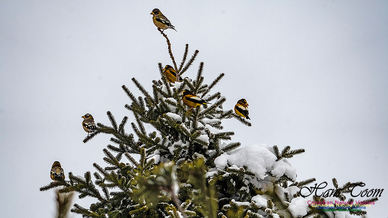 Even More Evening Grosbeaks 104