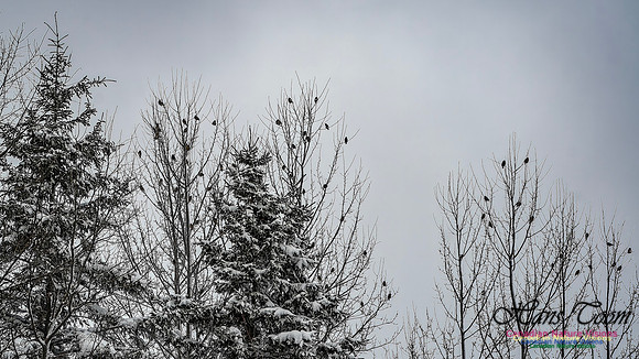 Even More Evening Grosbeaks 105