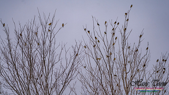 Even More Evening Grosbeaks 107