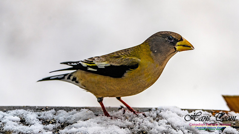 Even More Evening Grosbeaks 110