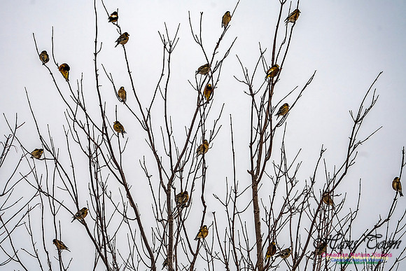 Even More Evening Grosbeaks 108