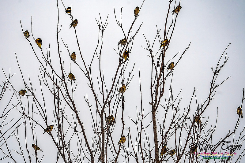 Even More Evening Grosbeaks 108