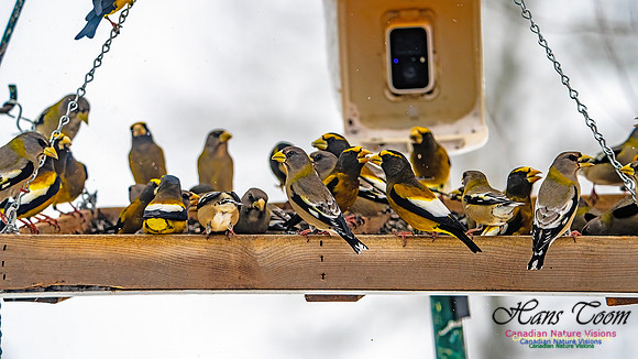 Even More Evening Grosbeaks 111