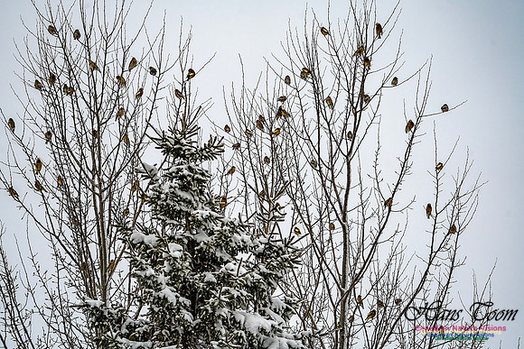 Even More Evening Grosbeaks 109