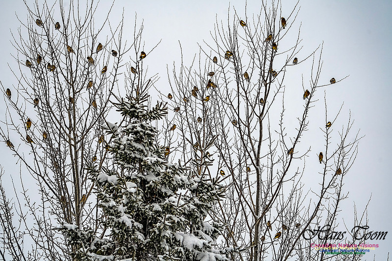 Even More Evening Grosbeaks 109