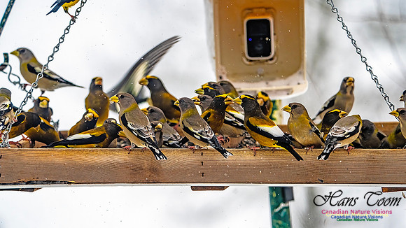 Even More Evening Grosbeaks 112