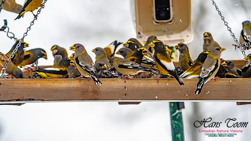 Even More Evening Grosbeaks 113