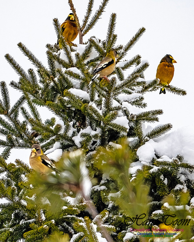 Even More Evening Grosbeaks 116