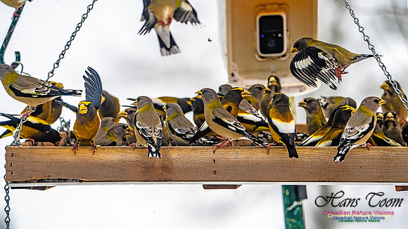Even More Evening Grosbeaks 114