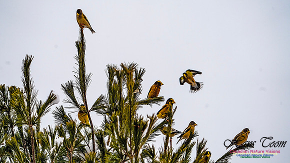 Even More Evening Grosbeaks 115