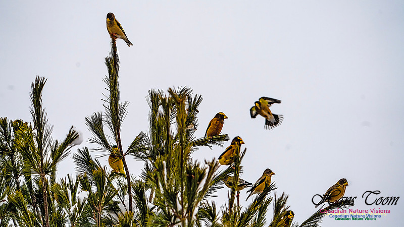 Even More Evening Grosbeaks 115