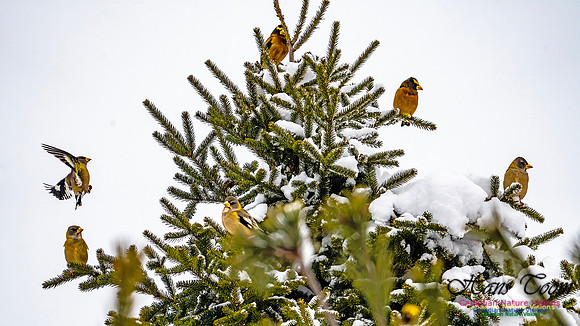 Even More Evening Grosbeaks 117