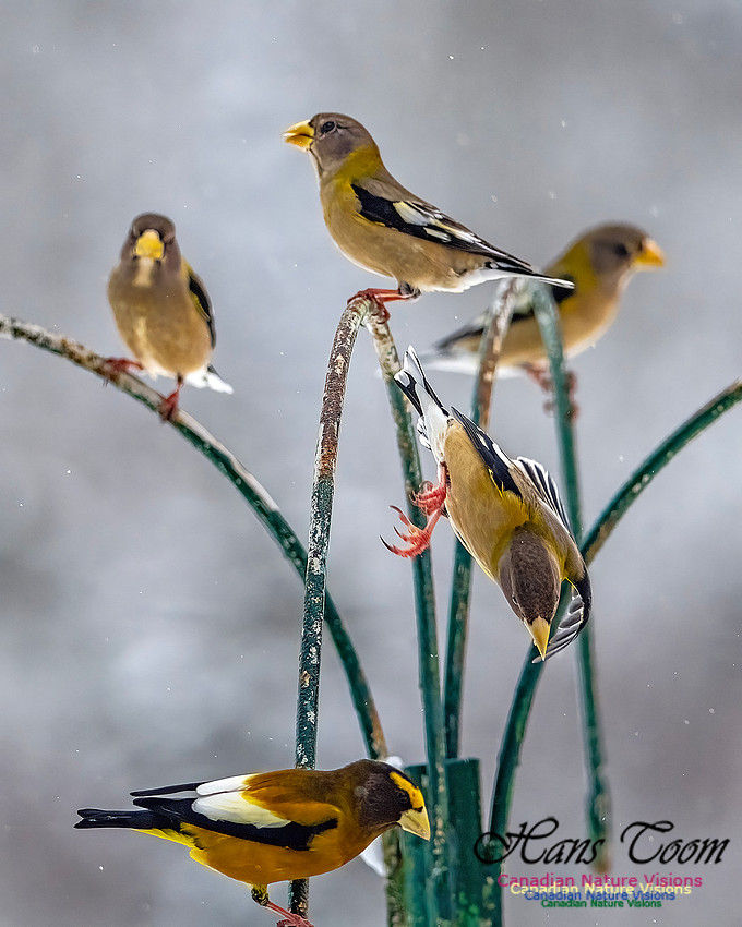 Even More Evening Grosbeaks 122